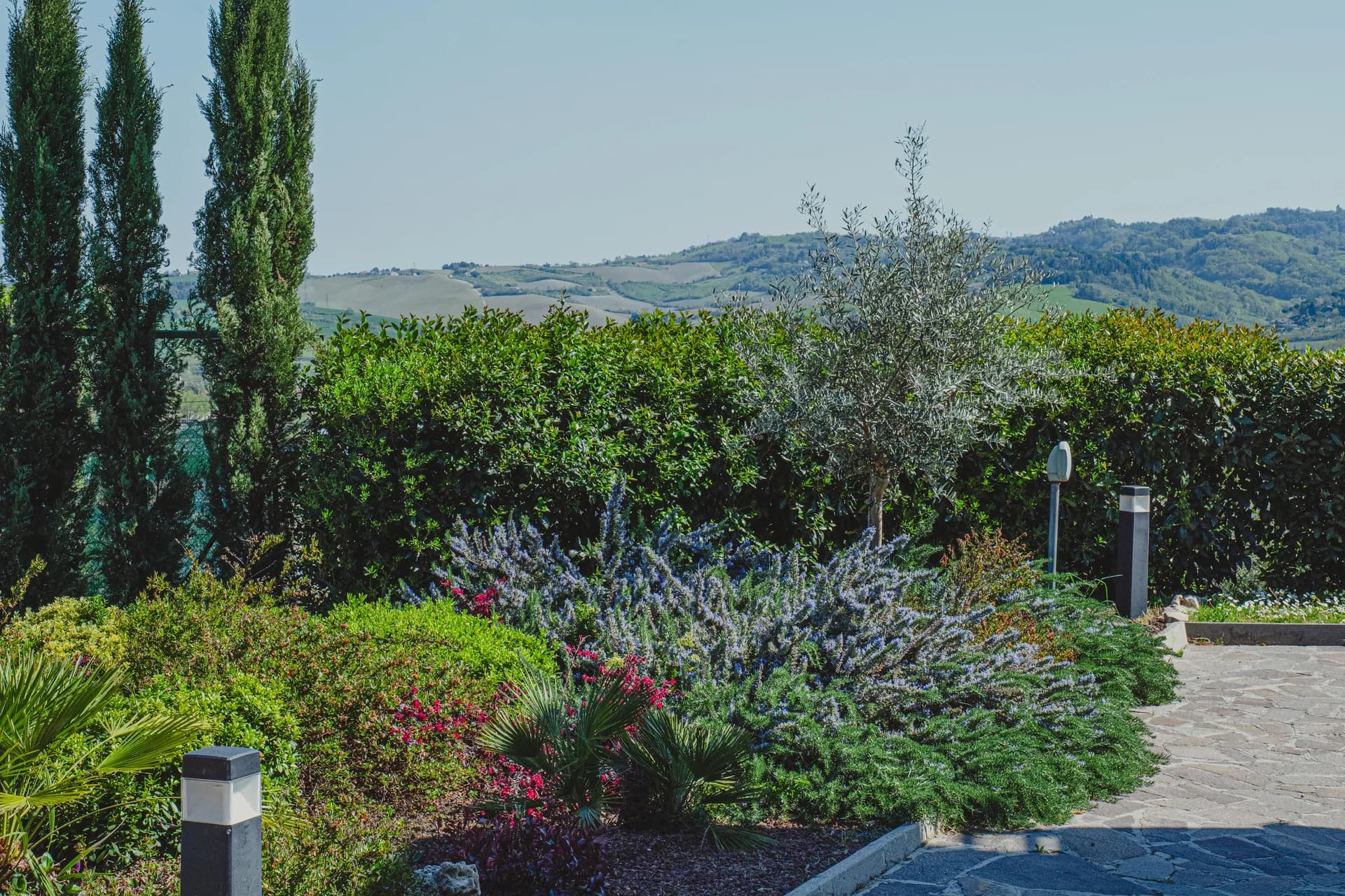 Giardino con ulivo, cipressi e cespugli di lavanda e rosmarino fioriti, affacciato sul panorama delle colline