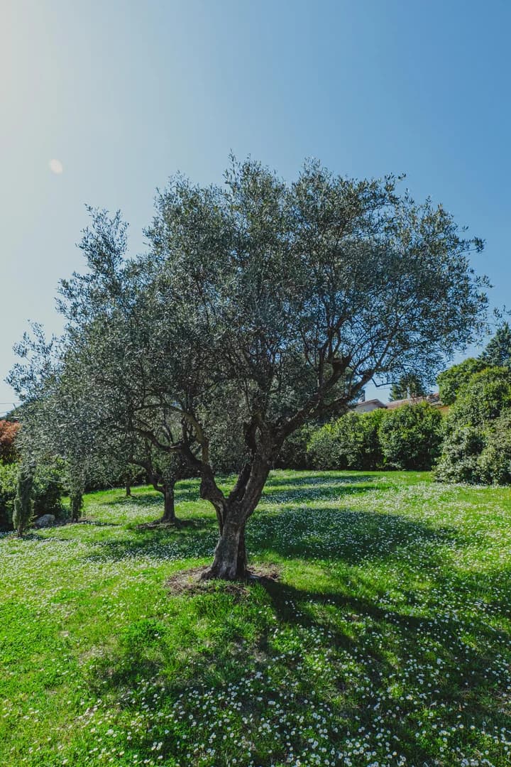An olive tree with a silvery canopy in a lawn dotted with daisies, under the blue sky of the garden
