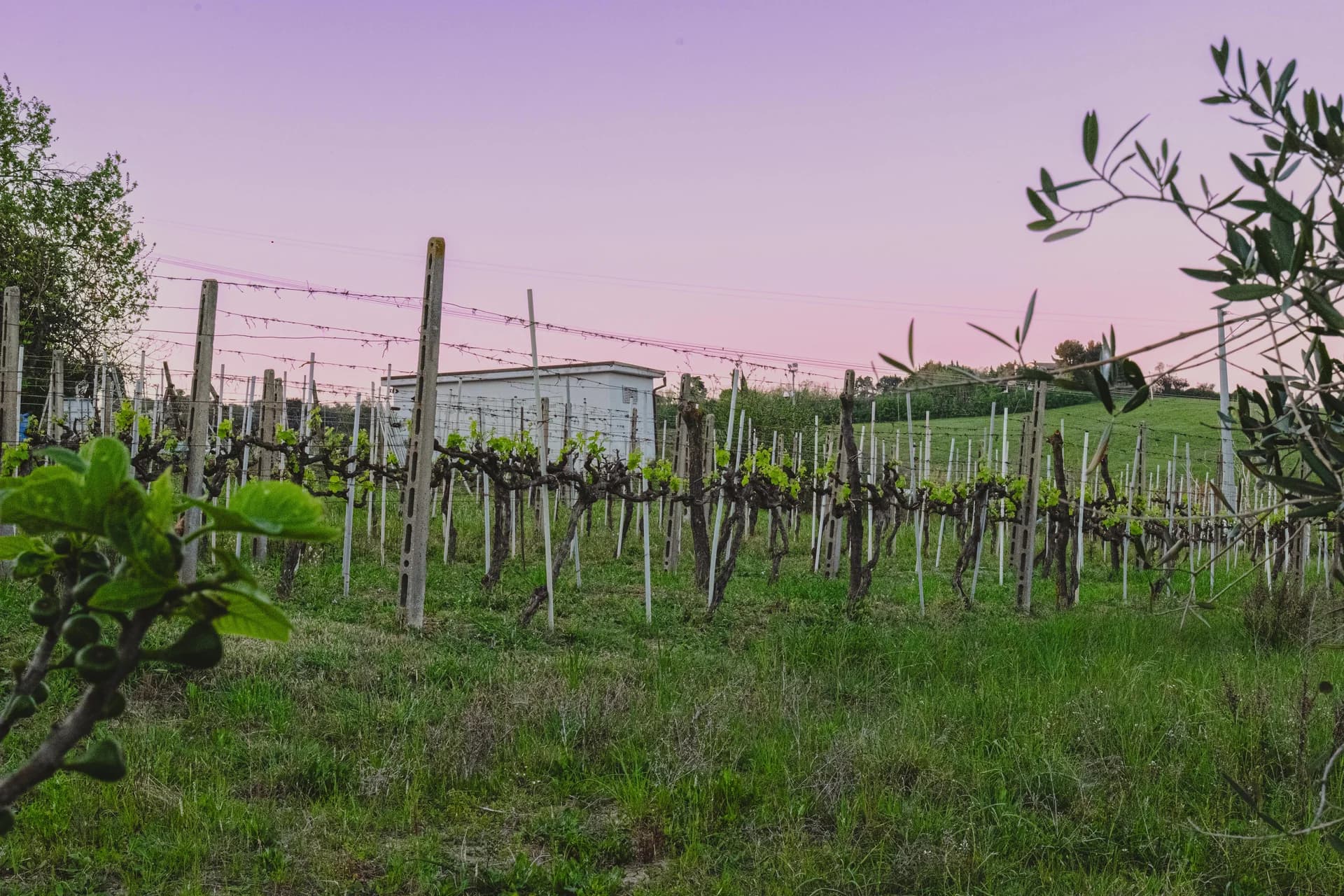 Filari di vigneto al tramonto sotto un cielo rosa e viola, con un albero di fico e ulivo in primo piano